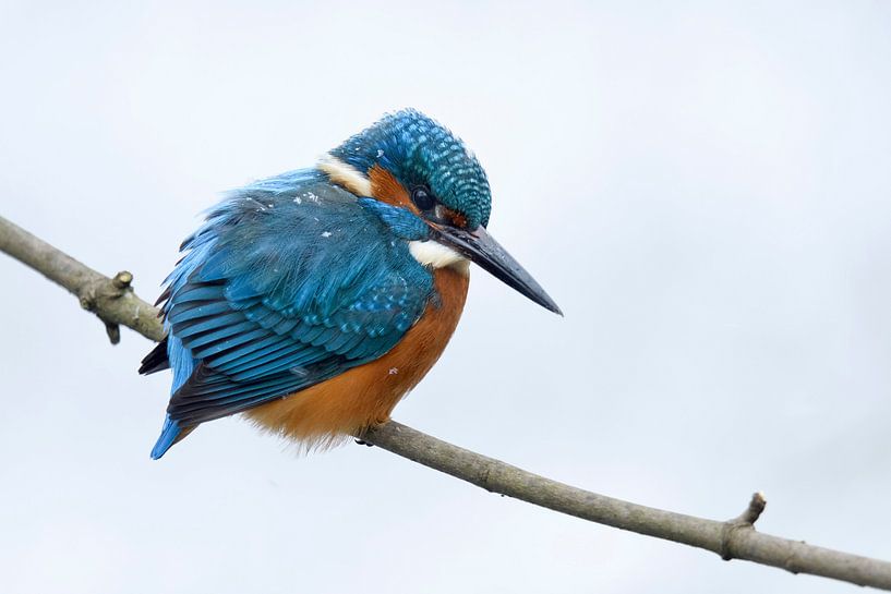 Eisvogel *Alcedo atthis* im Winter van wunderbare Erde