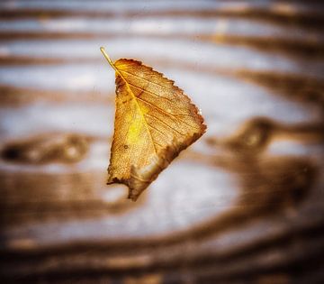 Der Herbst in seiner ganzen Einfachheit von Maneschijn FOTO