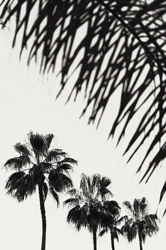 Palm_006
