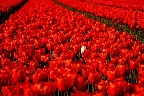 Tulpen rot