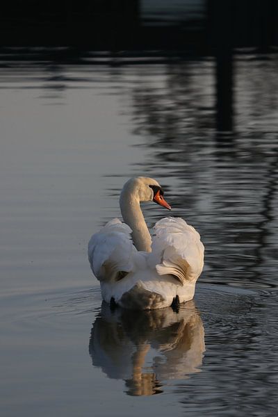 Mute swan in the sun by John Kerkhofs