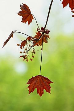 autumn... symphony of leaves van Meleah Fotografie