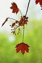 autumn... symphony of leaves par Meleah Fotografie Aperçu