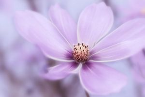 Violetter Blütentraum von INA FineArt