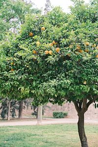 Sinaasappelbomen in Turia park // Valencia, Spanje // Reis- en Straatfotografie