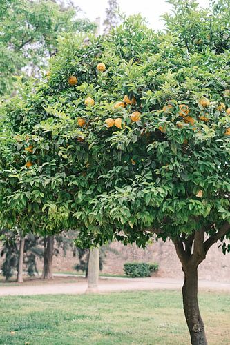 Sinaasappelbomen in Turia park // Valencia, Spanje // Reis- en Straatfotografie