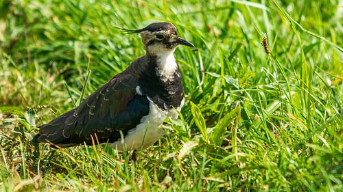 The Eemnesser Polder