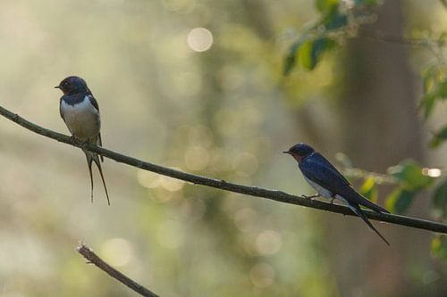Deux hirondelles dans la lumière du matin