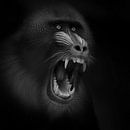 Screaming Mandril by Ruud Peters thumbnail