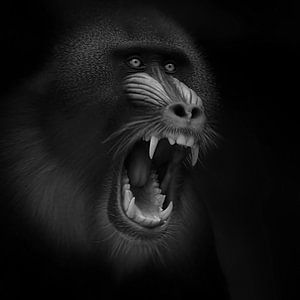 Screaming Mandril by Ruud Peters