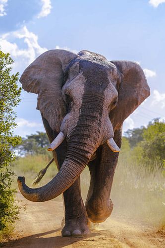 Oog in oog met de reus van de wildernis