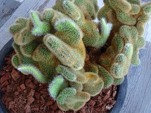 Kamerplant: SciFi Cactus 1-7