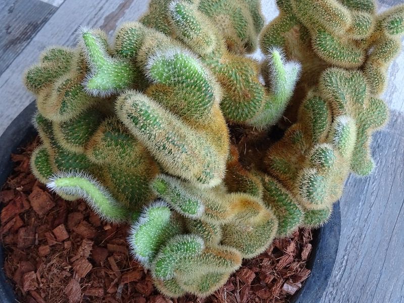Kamerplant: SciFi Cactus 1-7 by MoArt (Maurice Heuts)