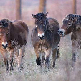 3 Exmoor Pony's van Karin van Rooijen Fotografie