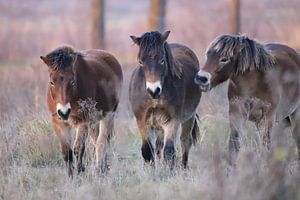 3 Exmoor Pony's