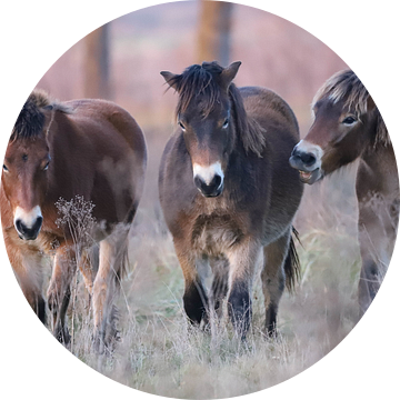 3 Exmoor Pony's van Karin van Rooijen Fotografie