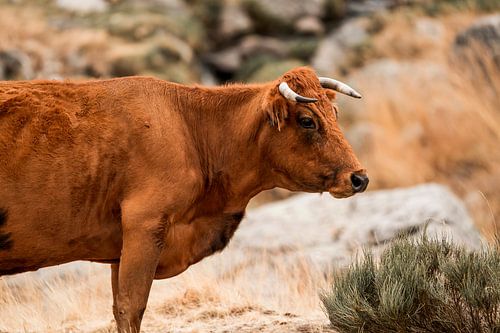 Vurige Elegantie Rode Koe in Landelijk Landschap