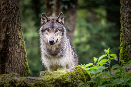Close-up of european gray wolf in the forest by Laurent Renault