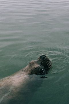 Seal by Karlijne Geudens