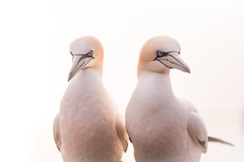 Bewakende Jan van genten