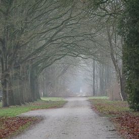 Chemin avec rangée d'arbres à Westerbork sur L Swinkels