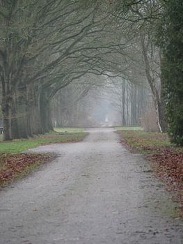 Weg mit Baumreihe bei Westerbork