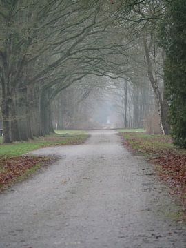 Chemin avec rangée d'arbres à Westerbork