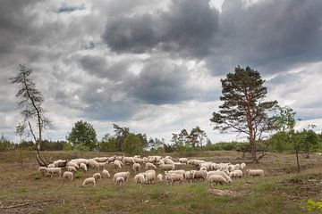 Schaapskudde van Evert Jan Kip