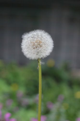 Zaden van een Paardenbloem
