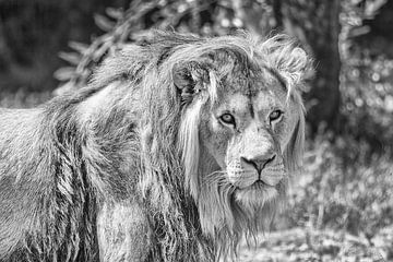 portret van een leeuw van Hans Vos Fotografie