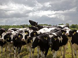 Koeien by frans bouwmeester