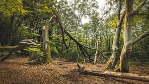 Speulderbos [Stormschade] van rosstek ®