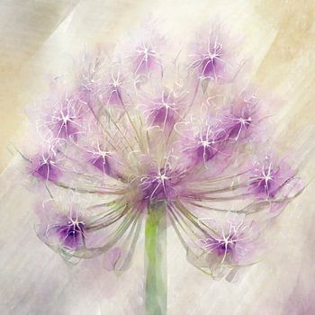 Seidige Blüten von Zierzwiebeln (Allium) 2