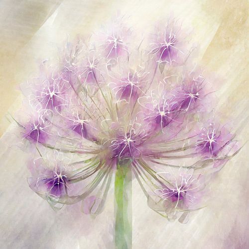 Botanische Kunst.  Dromerige  Paarse Allium
