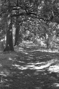 path  alongside the Vecht river sur Marcel Boelens