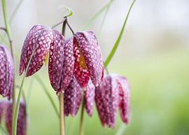 Kievitsbloem van Chantal Speelman