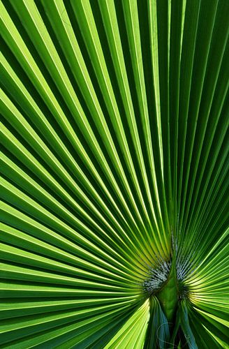 Fan palm leaf