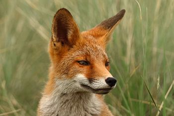Fokussierter Fuchs in der Wildnis