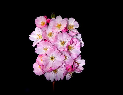 Boule de fleurs