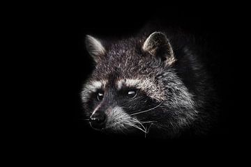 Cute fluffy little animal raccoon by Michael Semenov