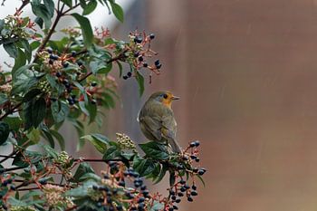 Rotkehlchen zwischen den Beeren