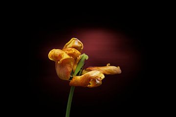 Gele tulp aan het einde van haar bloei van Ribbi