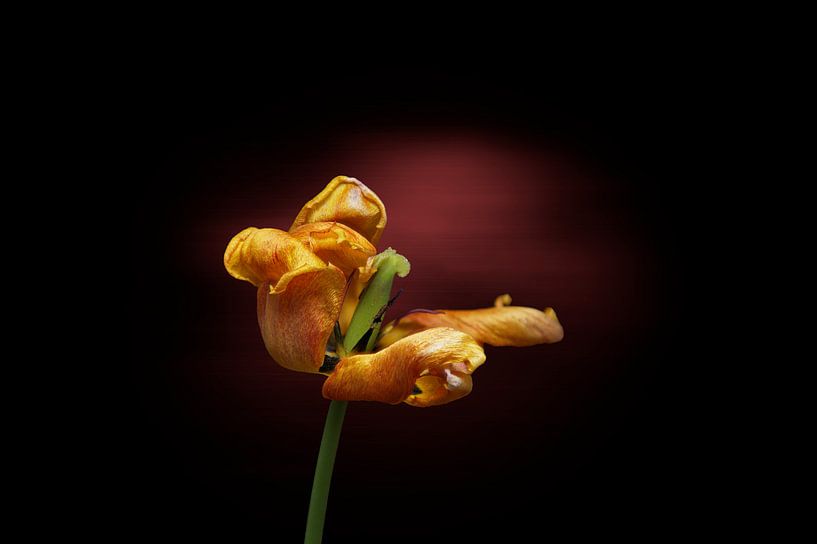 Gelbe Tulpe am Ende ihrer Blüte von Ribbi