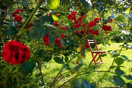 Rood stoeltje met een rozenstruik in Franse tuin.