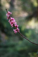 Peach blossom.