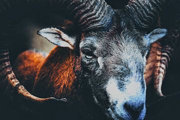 Mouflon op de voorgrond tegen een donkere achtergrond van Fabio Di Giuseppe