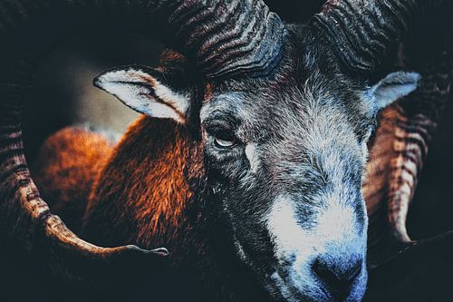 Mufflon im Vordergrund auf dunklem Hintergrund