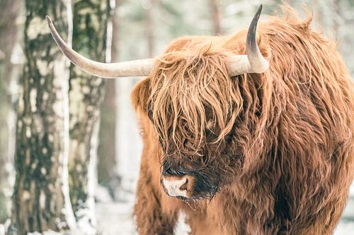 Schotse Hooglander in de sneeuw tijdens de winter
