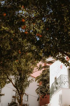 Sinaasappel boom in Lissabon van Aniek Paauwe