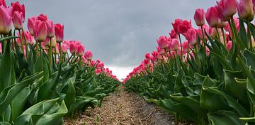 Tulpen op Texel by Ronald Timmer
